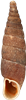 Macrogastra ventricosaBUKSPOLSNÄCKA16,7 × 4,4 mm